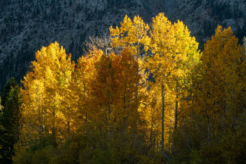 Autumn Aspen Light 