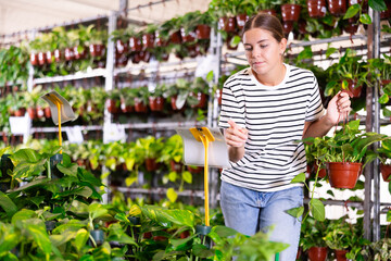 Young woman choosing pothos in pot at plant store