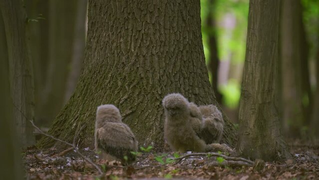 Beautiful young uhu owls in spring in the forest at the base of a tree Bubo Bubo