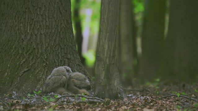 Beautiful young uhu owls in a forest at the base of a tree Bubo Bubo