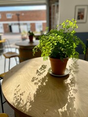 plant on table in room half white half blue scandi industrial style