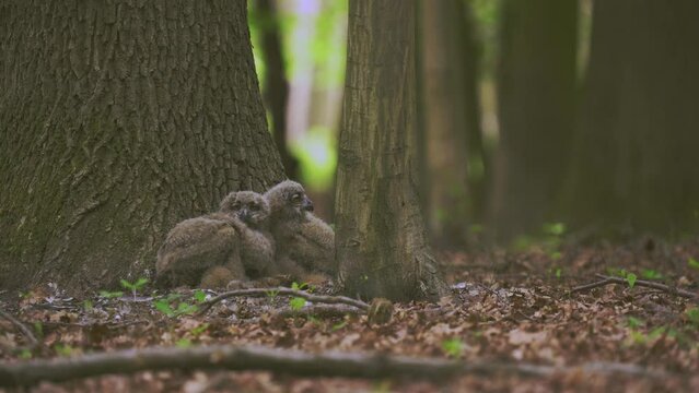 Beautiful young uhu owls in a forest at the base of a tree Bubo Bubo