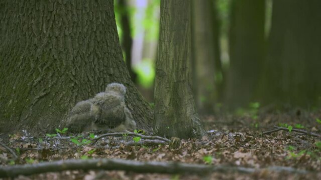 Beautiful young uhu owls in a forest at the base of a tree Bubo Bubo