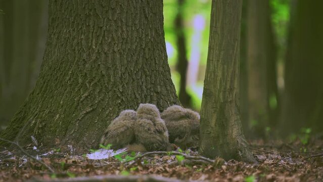 Beautiful young uhu owls in spring in the forest at the base of a tree Bubo Bubo