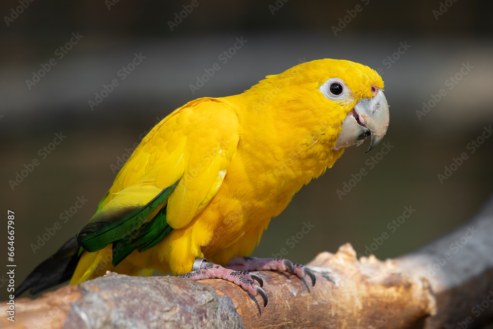 Poster a close up of a queen of bavarian conure also known as golden parakeet or golden conure, guaruba gua