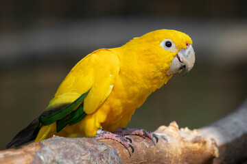 A close up of a queen of bavarian conure also known as golden parakeet or golden conure, Guaruba guarouba. It is perched on a branch with blurry background and copy space around it - 664667987