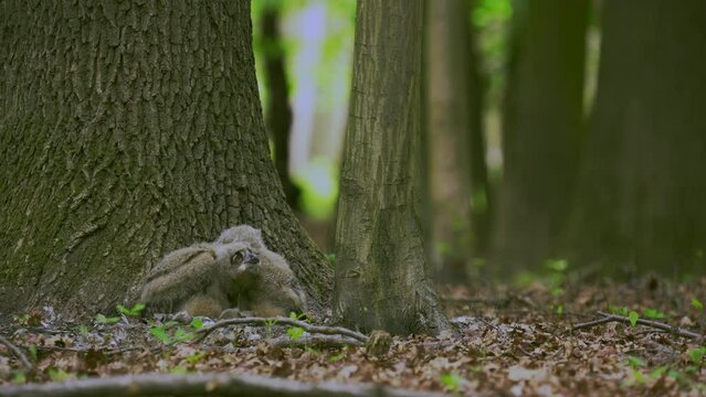 Beautiful young uhu owls in spring in the forest at the base of a tree Bubo Bubo
