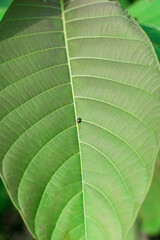 A close up of wide vibrant green leaves showing its veins with tiny ladybug on it.