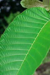 A close up of wide vibrant green leaves showing its veins.