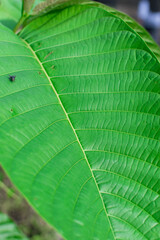 A close up of wide vibrant green leaves showing its veins with tiny ladybug on it.