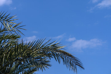 tropical palm trees on a sunny autumn day 12