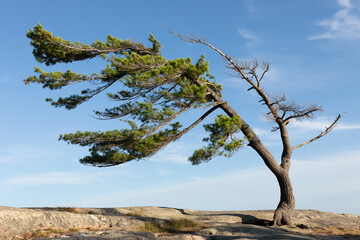 pine tree in the bay
