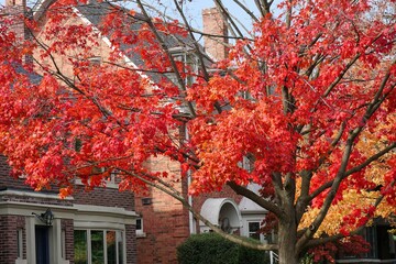 Residential neighborhood with maple tree in vivid red fall color