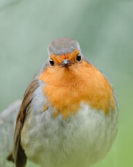 Portrait rouge gorge