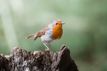 rouge gorge profil © Clment