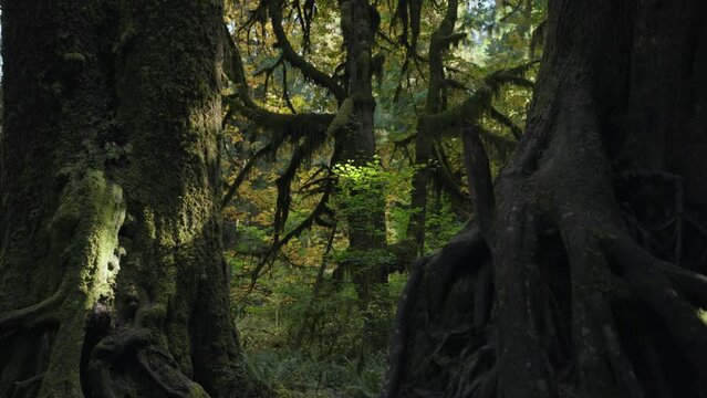 Trees Overgrown by Moss and Bushes in Hoh Rain Forest in Olympic National Park, Washington, United States