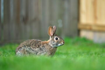Grey small hare eating grass on summer field. Wild rabbit in nature