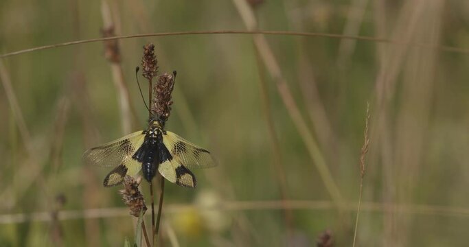 Yellow Owlfly Libelloides Macaronius