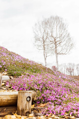 ひがしもこと芝桜公園
