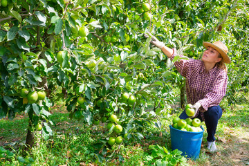 Confident woman harvesting ripe green apples at sunny fruit farm