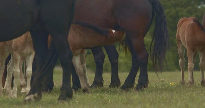 Murakozi horses with their foals in the summer sun on a pasture Close-Up Image