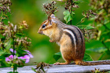 Naklejka na ściany i meble Chipmunk on our deck eating the seeds or the Phlox plant this Autumn. Cute Chipmunk feeding on seeds from plants.