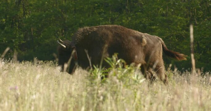 Beautiful shot of a large European bison walking in the meadow in the national reserve in summer