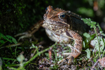 Common or Grass Frog (Rana temporaria)