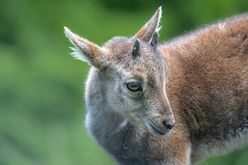 Young Alpine Ibex (Capra ibex)