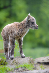 Young Alpine Ibex (Capra ibex)
