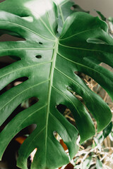 Monstera leaf close up at home. Indoor gardening. Hobby. Green houseplants. Modern room decor, interior. Lifestyle, Still life with plants. Texture and pattern	
