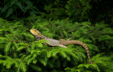 lizard on a natural background