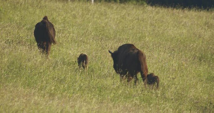 European Bison. Calves In The Herd In Summertime Slow Motion Image