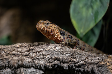 Chinese crocodile lizard in detail.