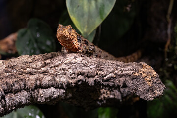 Chinese crocodile lizard in detail.