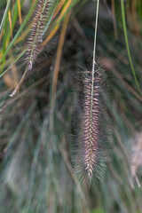 Ornamental grass flowers in detail.