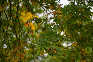 Yellow colored oak leaves among green.
