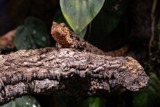 Chinese crocodile lizard in detail.