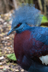 Scrater's Crowned Bird in head detail.