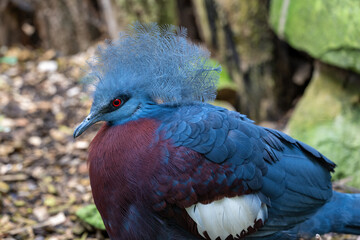 Scrater's Crowned Bird in head detail.