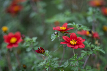 Red flower plant outdoors in close-up.