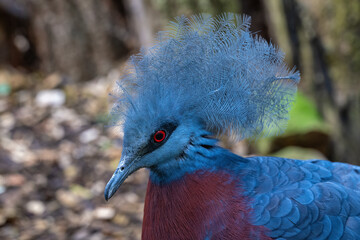 Scrater's Crowned Bird in head detail.