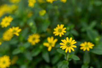Tiny yellow flowers outdoors in nature.
