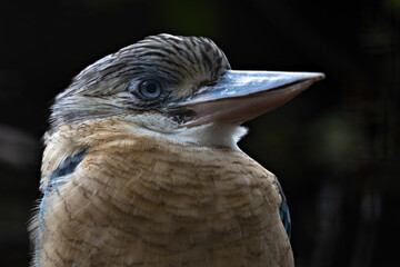 Blue-winged kingfisher bird in detail.