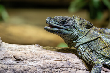 Detail of the head of the weber's agama lizard.