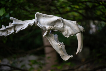 Saber tooth tiger skeleton figurine outdoors.