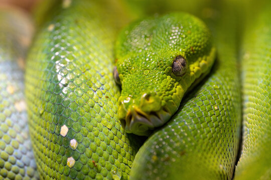 Detail of a green python snake.
