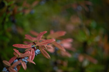 Blue fruits of an ornamental shrub with thorns.