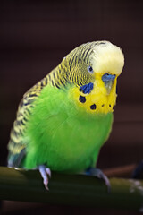 Colorful parakeet bird in detail.