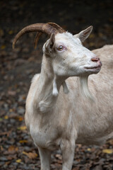 White goat outside with horns.